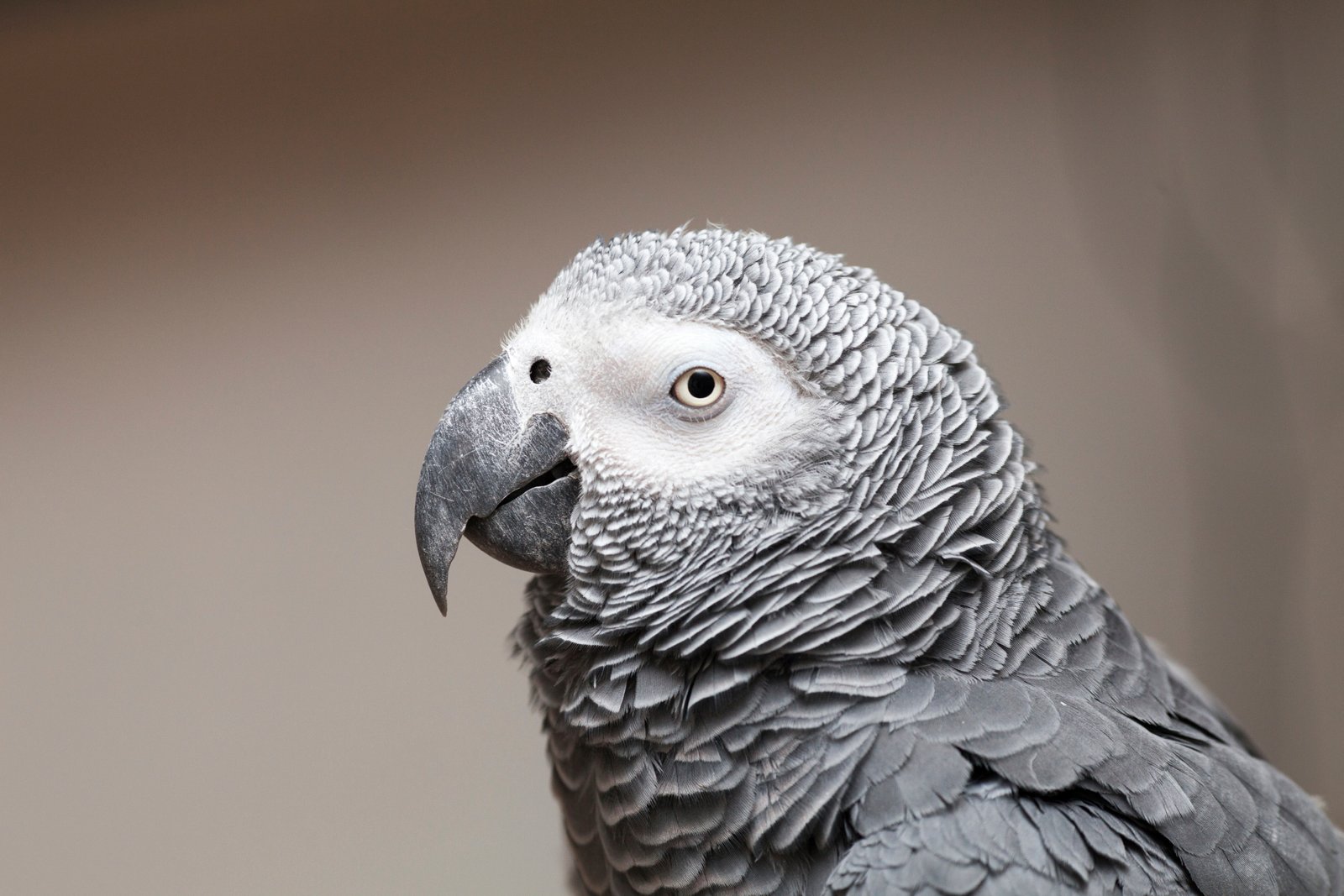 Side view of an African Grey parrot